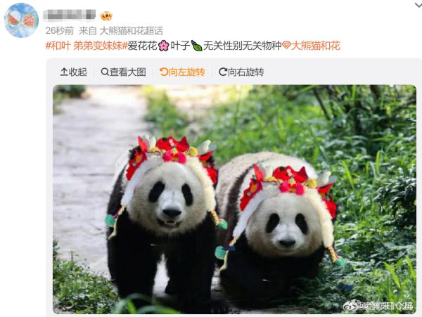 大熊猫基地官宣！和叶是“妹妹”不是“弟弟”