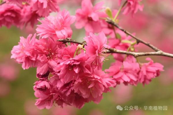 提前一个月！广州2024年第一波樱花开了！