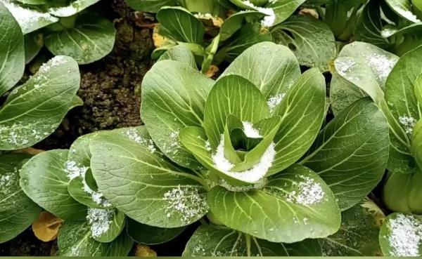 家人们谁懂啊！重庆中心城区下雪了