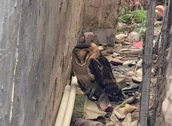 天寒地冻人心暖，一只“可爱萌物”被救助→