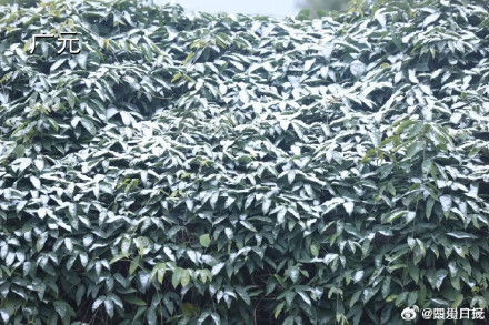 雪雪雪！四川多地瑞雪兆丰年