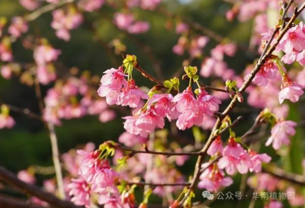 提前一个月！广州2024年第一波樱花开了！