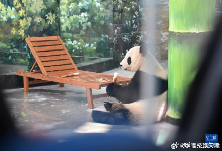 大熊猫格格和喜乐乔迁新居啦 大熊猫格格和喜乐乔迁新居啦