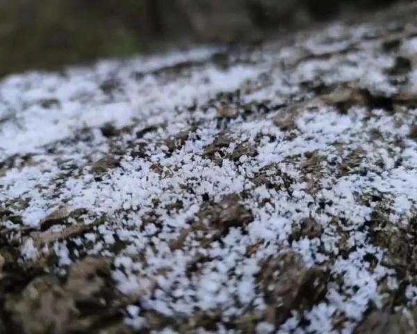 家人们谁懂啊！重庆中心城区下雪了