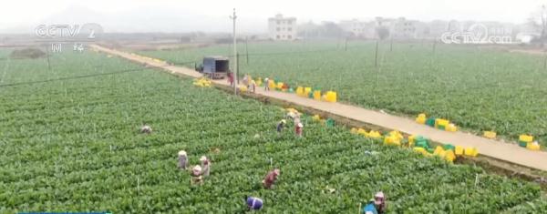 农业农村部：完善应急方案 保障春节“菜篮子”供应