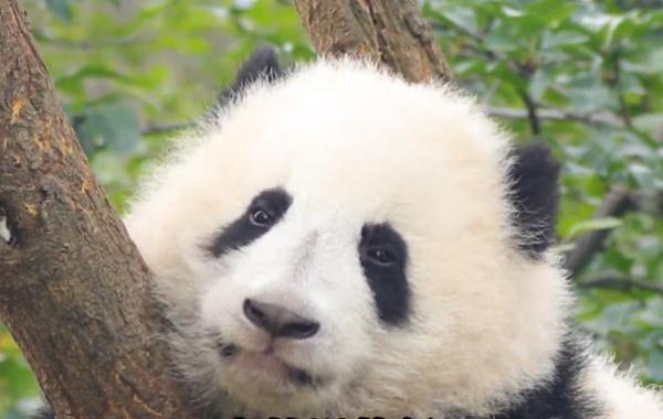 刚刚,成都大熊猫基地官宣:和叶是女熊 刚刚,成都大熊猫基地官宣:和叶是女熊