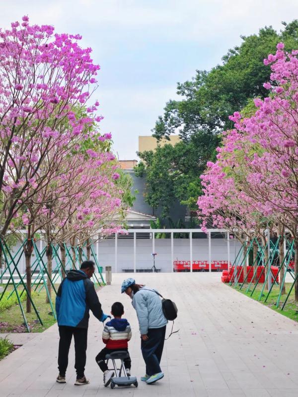 提前一个月！广州2024年第一波樱花开了！
