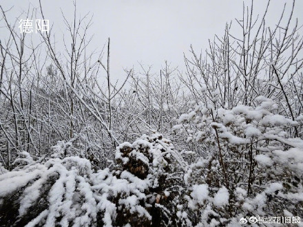 雪雪雪！四川多地瑞雪兆丰年