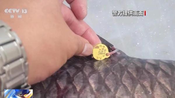 一条鱼价值60万元？钓鱼场变“赌场” 警方抓获86人