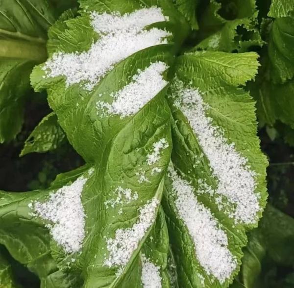 家人们谁懂啊！重庆中心城区下雪了