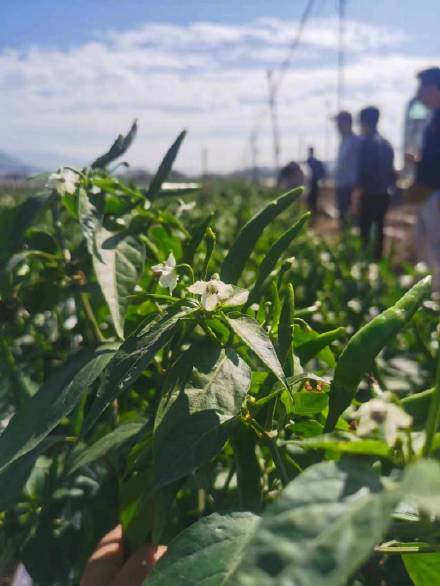 嗜辣逾千年！广东最能吃辣的人靠种指天椒致富