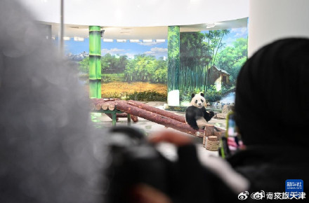 大熊猫格格和喜乐乔迁新居啦 大熊猫格格和喜乐乔迁新居啦