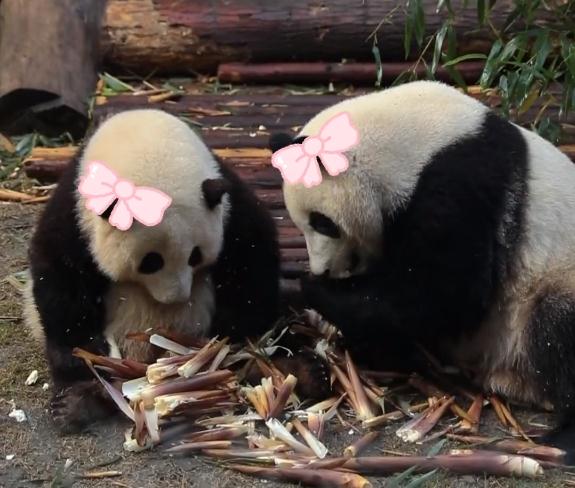 弟弟变妹妹？大熊猫“和叶”原来是花花的姐妹花！