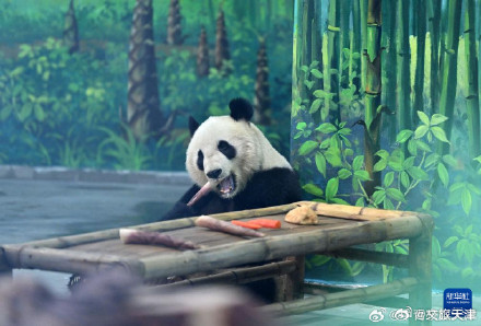 大熊猫格格和喜乐乔迁新居啦 大熊猫格格和喜乐乔迁新居啦