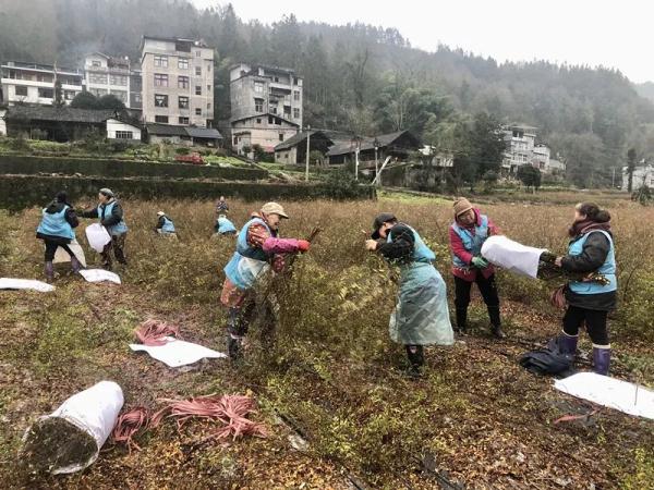 一天卖出8万枝，产地竟然在湖北