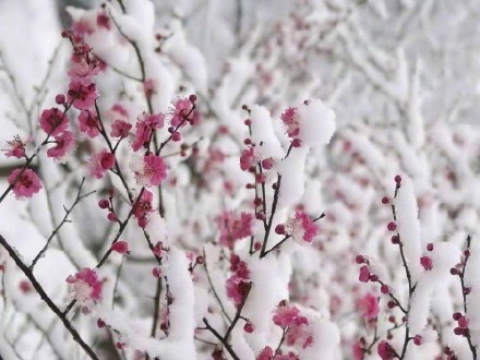 看雪不出省，广东河源多地飘雪现北国风光