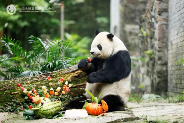 野生大熊猫总数达到1900只！盘点近年被救助野生大熊猫现状