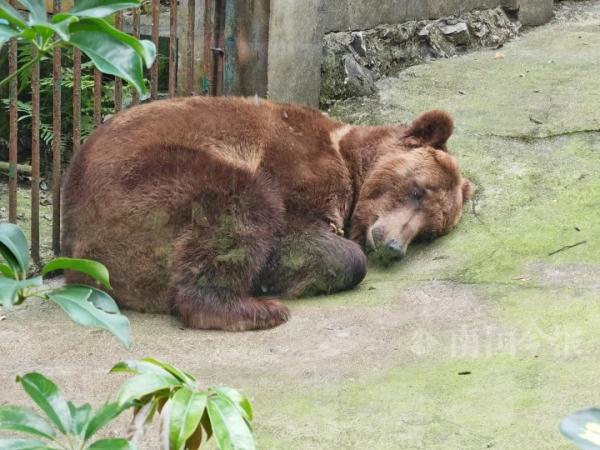 实名羡慕!柳州这些“小朋友”过冬也太爽了吧! 实名羡慕!柳州这些“小朋友”过冬也太爽了吧!