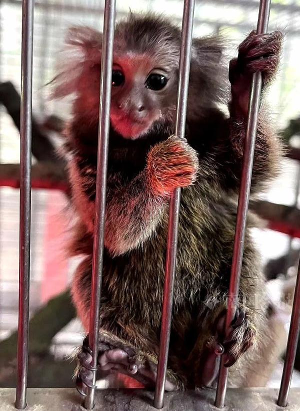 实名羡慕!柳州这些“小朋友”过冬也太爽了吧! 实名羡慕!柳州这些“小朋友”过冬也太爽了吧!