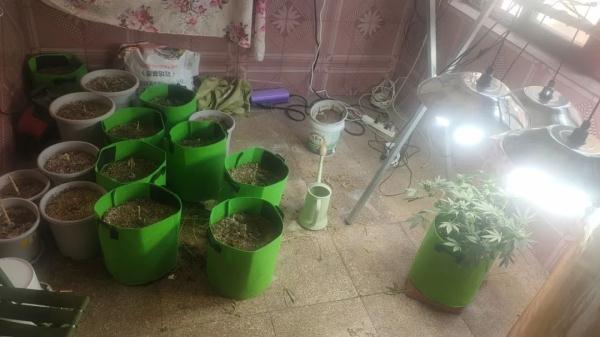 缴获毒品大麻120公斤，一起特大跨省系列制贩毒案告破！