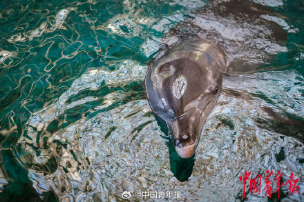 福建厦门：在无居民海岛守护海豚