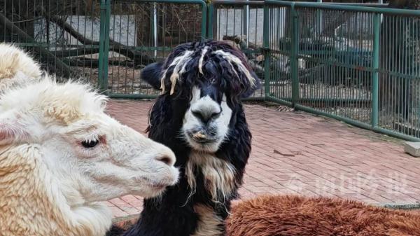 实名羡慕!柳州这些“小朋友”过冬也太爽了吧! 实名羡慕!柳州这些“小朋友”过冬也太爽了吧!