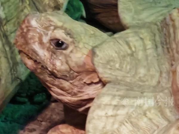 实名羡慕!柳州这些“小朋友”过冬也太爽了吧! 实名羡慕!柳州这些“小朋友”过冬也太爽了吧!