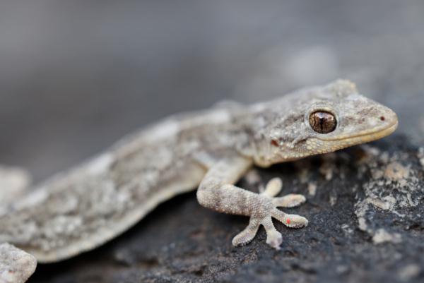 喜欢咬人!全球第87种壁虎在大别山被发现 喜欢咬人!全球第87种壁虎在大别山被发现