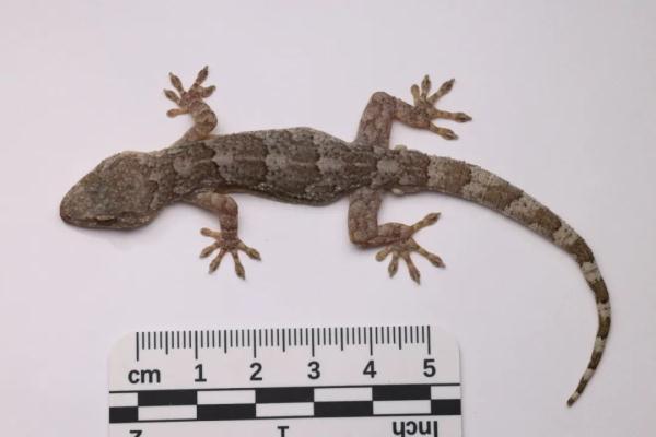 喜欢咬人!全球第87种壁虎在大别山被发现 喜欢咬人!全球第87种壁虎在大别山被发现