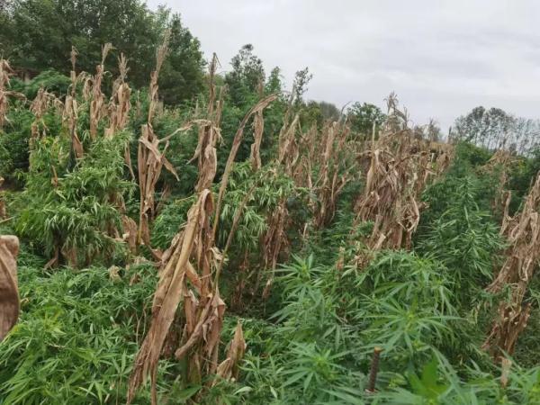 缴获毒品大麻120公斤，一起特大跨省系列制贩毒案告破！