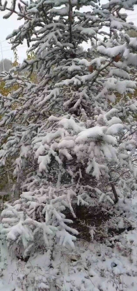 看雪不出省，广东河源多地飘雪现北国风光