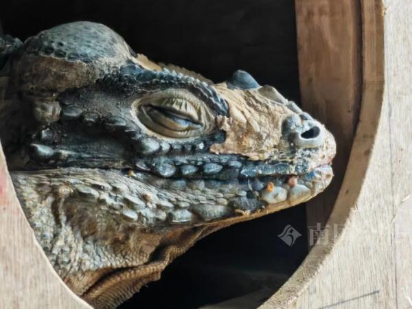 实名羡慕!柳州这些“小朋友”过冬也太爽了吧! 实名羡慕!柳州这些“小朋友”过冬也太爽了吧!