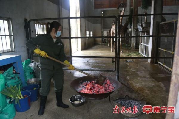 冷飕飕!看南宁动物如何花式过冬 冷飕飕!看南宁动物如何花式过冬