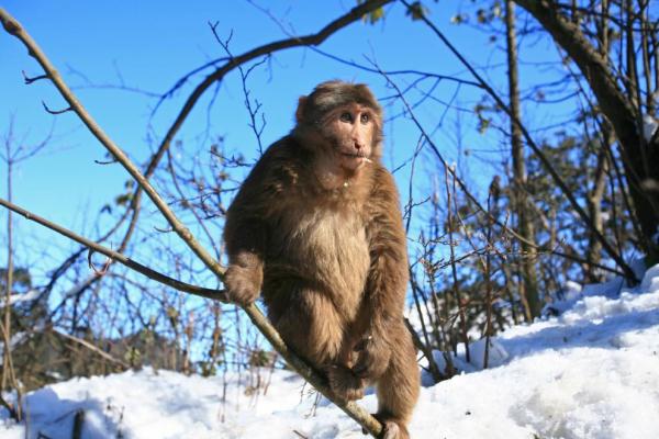 四川峨眉山：开启“冰雪+”畅玩模式