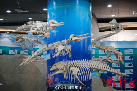 福建厦门：在无居民海岛守护海豚