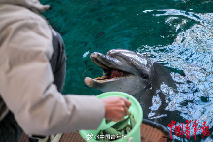 福建厦门：在无居民海岛守护海豚