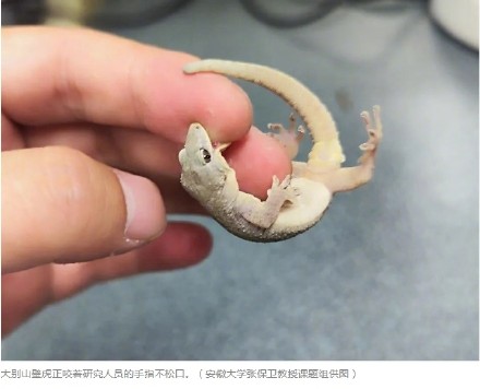 我国学者发现新物种大别山壁虎，“有很强的攻击性”