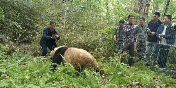 野生大熊猫总数达到1900只！盘点近年被救助野生大熊猫现状