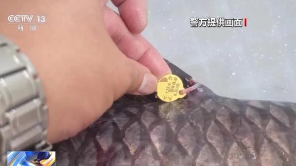 一条鱼能换60万元！门票2480元只能钓5个小时，警方出手了