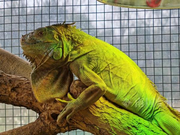 实名羡慕!柳州这些“小朋友”过冬也太爽了吧! 实名羡慕!柳州这些“小朋友”过冬也太爽了吧!