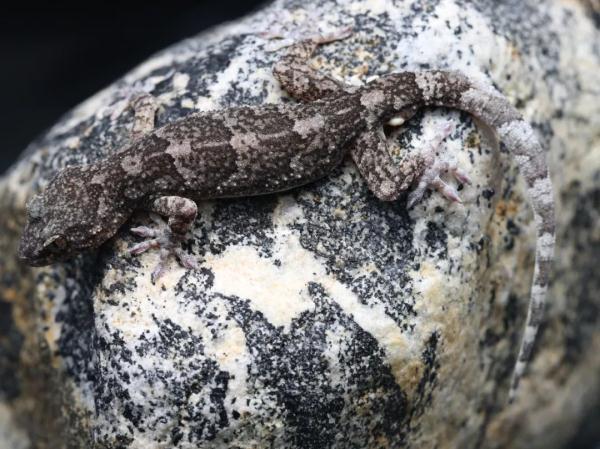 喜欢咬人!全球第87种壁虎在大别山被发现 喜欢咬人!全球第87种壁虎在大别山被发现