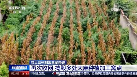 山东警方铲除1400多棵大麻 毒贩在公园埋包交易50多人被抓