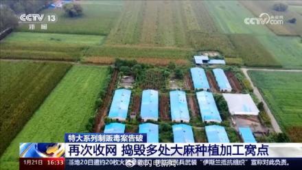 山东警方铲除1400多棵大麻 毒贩在公园埋包交易50多人被抓