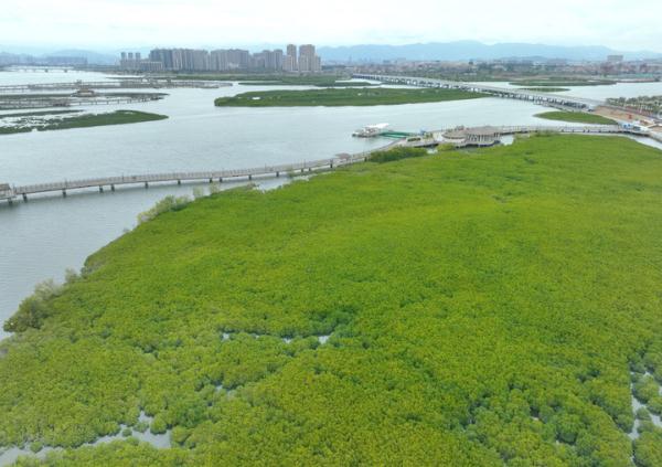 “海岸卫士”红树林在厦门迎来新生