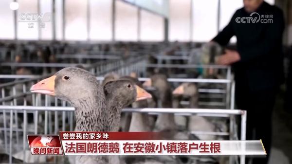【尝尝我的家乡味】安徽霍邱：鹅肝小镇的鹅生意