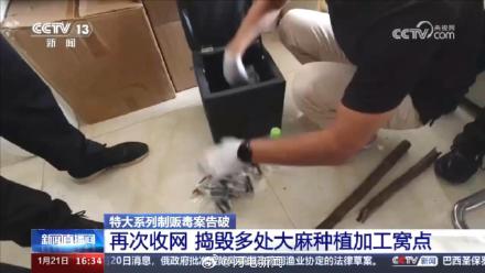 山东警方铲除1400多棵大麻 毒贩在公园埋包交易50多人被抓