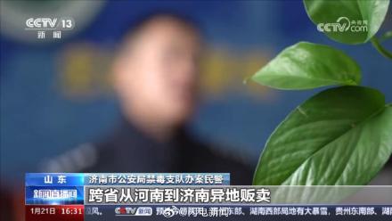 山东警方铲除1400多棵大麻 毒贩在公园埋包交易50多人被抓