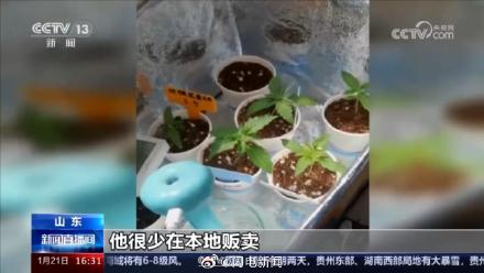 山东警方铲除1400多棵大麻 毒贩在公园埋包交易50多人被抓