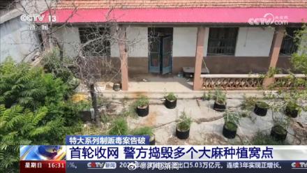 山东警方铲除1400多棵大麻 毒贩在公园埋包交易50多人被抓