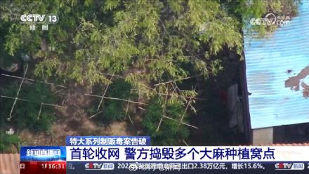 山东警方铲除1400多棵大麻 毒贩在公园埋包交易50多人被抓